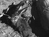 Tor Johnson et son lapin. Supposément improvisé... Je sais pas, mais moi être un lapin sauvage je resterais loin d'un monstre radioactif.