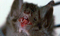 Des chauves-souris suceuses de sang!!!