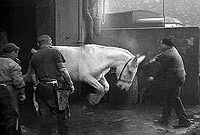 Ce cheval qui semble flotter dans les airs vient d'être assommé.   Une seconde plus tard, il sera par terre,  mort.